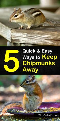 5 Quick & Easy Ways to Keep Chipmunks Away