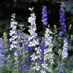 purple and white flowers are growing in the garden