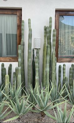 several green cactus plants in front of a house with two windows and curtains behind them