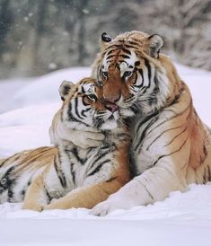 two tigers laying down in the snow with their heads on each other's shoulders