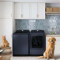 a dog sitting next to a washer and dryer in a kitchen