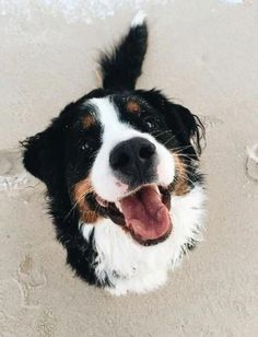 a black and white dog with it's tongue out looking up at the camera