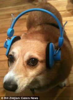 a brown dog wearing headphones on top of it's ears in the floor