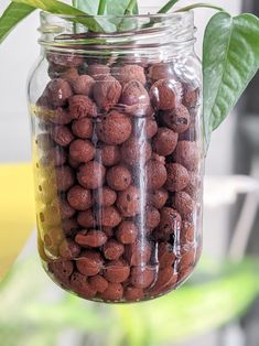 a glass jar filled with lots of chocolate candies next to a green leafy plant