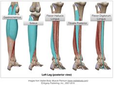 an image of the muscles and their corresponding tendor bones, labeled in different colors