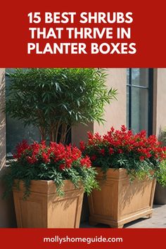 three planters with red flowers in them and the words 15 best shrubs that thrve in planter boxes