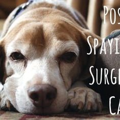 a brown and white dog laying on top of a rug next to a couch with the words post - spaying surgery care