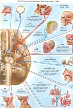 an image of the human nervous system with labels and diagrams on it's main functions