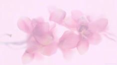 some pink flowers are in the air on a light pink background with a blurry effect