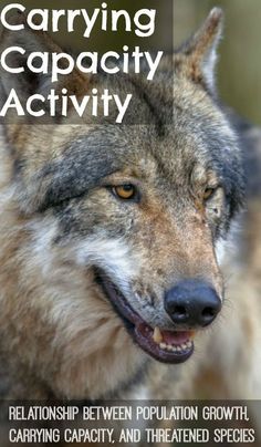 a wolf with the words caring capacity activity on it's front and back cover