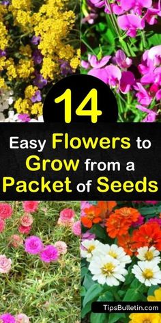 Easy Flowers To Grow, Planting Flowers From Seeds, Fast Growing Flowers, Easy To Grow Flowers, Easiest Flowers To Grow, Gardening Tricks, Flowers To Grow, Easy Flowers, Planting Tips