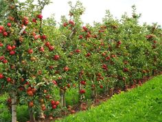 rows of apple trees with red apples growing on them