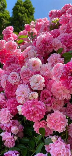 pink flowers are blooming in the garden