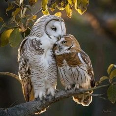 two owls sitting on top of a tree branch