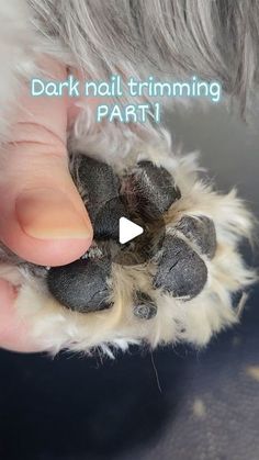 Kristin Davis | Certified Dog Groomer on Instagram: "Not as scary as it seems 👍⤵️ I know!! Nail trims can be one of the most intimidating or scary things you can do for your dog. However it's also one of the most important and absolutely necessary! ⤴️ Here is PART 1 of a dark color nail trim. We are going to do ALOT of "how to" nail trims and dremeling here along the way because I understand you don't get to see different nails everyday, or even get to practice very often! That's ok! The more I can share with you the more it will boost your confidence on your own dog's nail type and structure and how to best approach their specific needs 😄 What else do you want to see? Comment below so I can work on it for you! 💾 Save to review again later Like and share with your fellow dog moms w Dog Nail Trimming Tips, Dog Nail Trimming Hacks, Dog Nails Trimming, How To Clip Dog Nails, Dark Color Nails