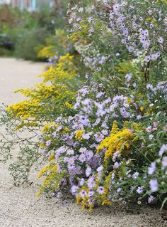 purple and yellow flowers line the side of a graveled path in an urban park