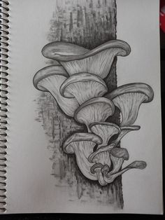 a pencil drawing of mushrooms growing on a tree