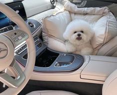 a small white dog sitting in the driver's seat of a car with his head resting on a pillow