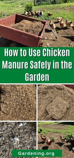 how to use chicken manure safely in the garden by gardening org - click here