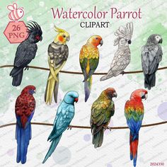 the watercolor parrot clipart is colorful and cute