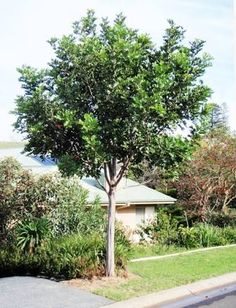 a tree in front of a house on the side of the road with bushes and trees around it