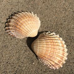 two seashells are laying on the sand