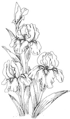 an ink drawing of some flowers on a white background