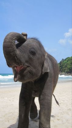 an elephant standing on top of a sandy beach next to the ocean with it's mouth open