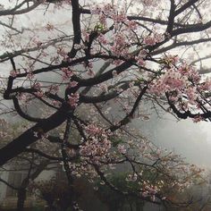 a tree with lots of pink flowers on it