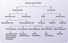 a diagram showing the nervous system and its major functions, including neuronsysts