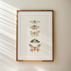 three framed butterflies on a white wall