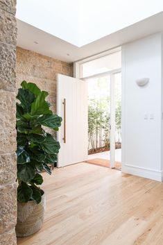 a large houseplant in the middle of a room with wooden floors and white walls