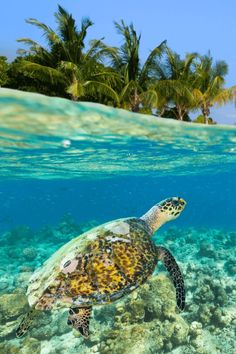 a turtle swimming in the ocean near some palm trees