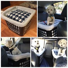 four different pictures of dogs in cars