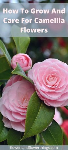 pink flowers with the words how to grow and care for camellia flowers on it