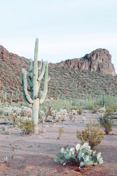 a cactus in the desert with mountains in the background