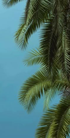 a palm tree with the sky in the background