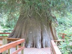 a large tree that is in the middle of a wooden decked area with stairs leading up to it