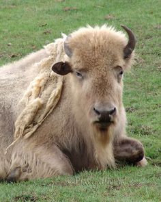 an animal that is laying down in the grass with long hair on it's head