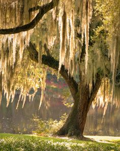 a large tree with moss hanging from it's branches in front of a body of water