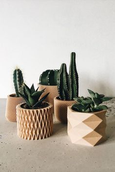 three potted plants sitting next to each other on a table