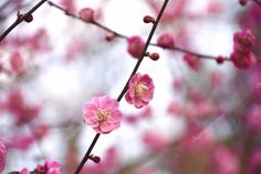 pink flowers blooming on a tree branch in the springtime stock photo 547982