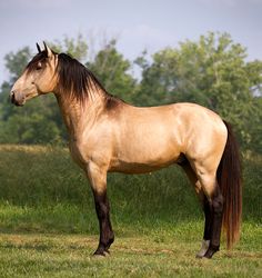 a brown horse standing on top of a lush green field next to a tall grass covered forest