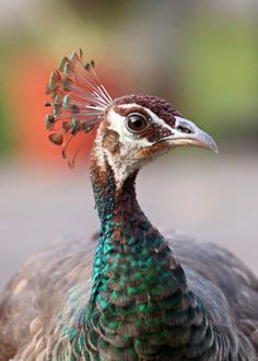 a close up of a peacock with feathers on it's head