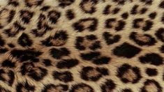 an animal print pattern is shown in brown and black colors on the skin of a cheetah