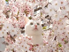 a white cat is sitting in the middle of some pink flowers and looking up into the sky