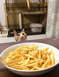 a white bowl filled with french fries next to a glass of beer and a cat