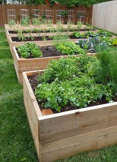 a row of wooden raised garden beds filled with different types of vegetables and plants in them