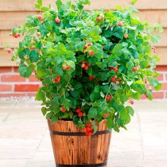 a potted plant with red berries and green leaves sitting on a brick floor next to a wall