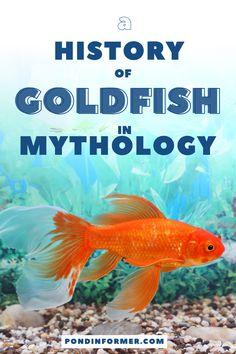 a goldfish swimming in an aquarium with the words history of goldfish mythology